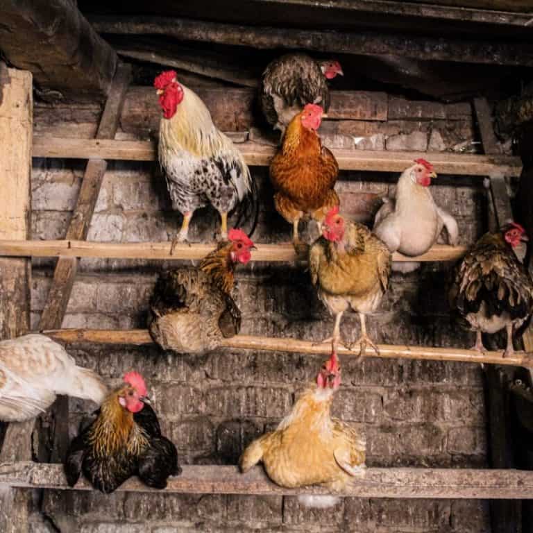 Do Chickens Need Perches? The Aussie Guide To Roosting
