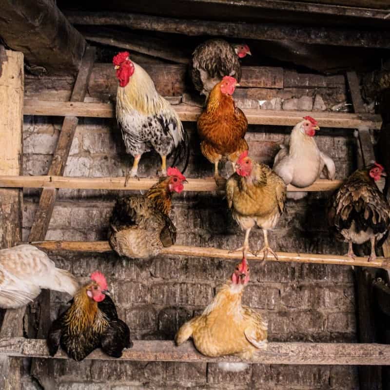 The Importance of Perches for Chickens