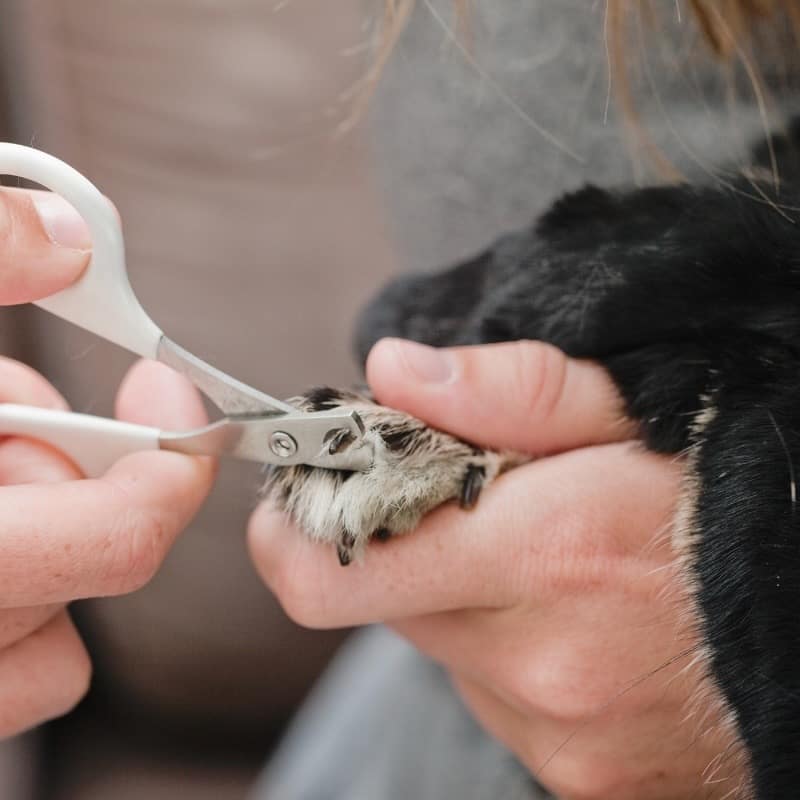 Tips For Safe Nail Trimming At Home