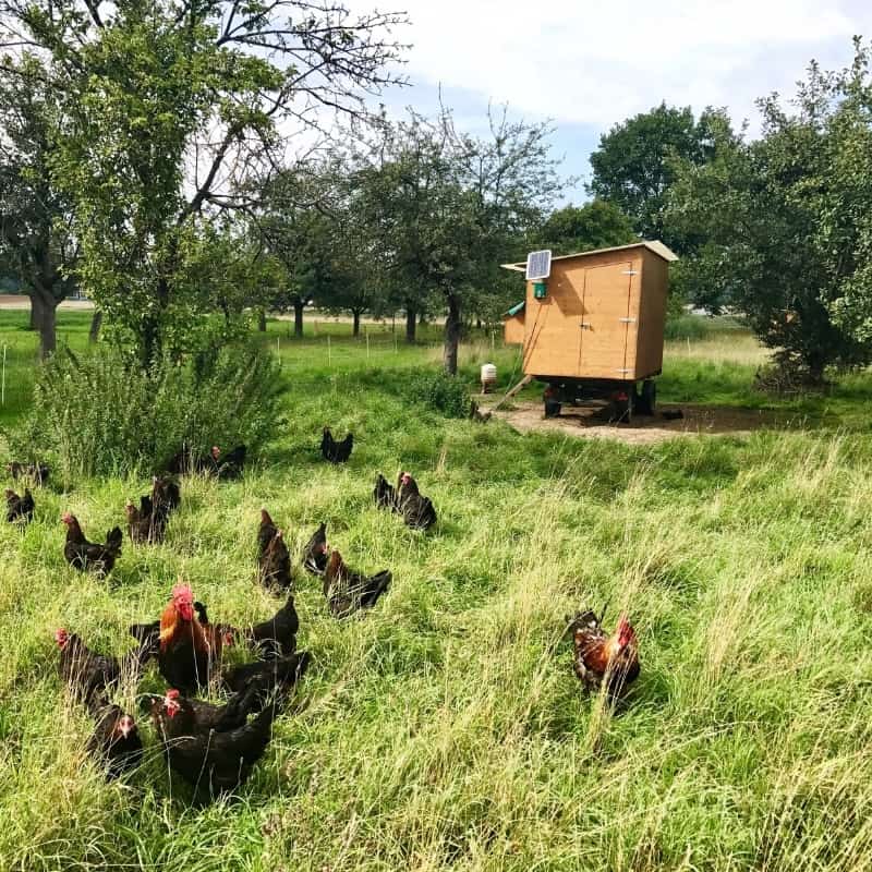 Understanding Free Range Chicken Coops