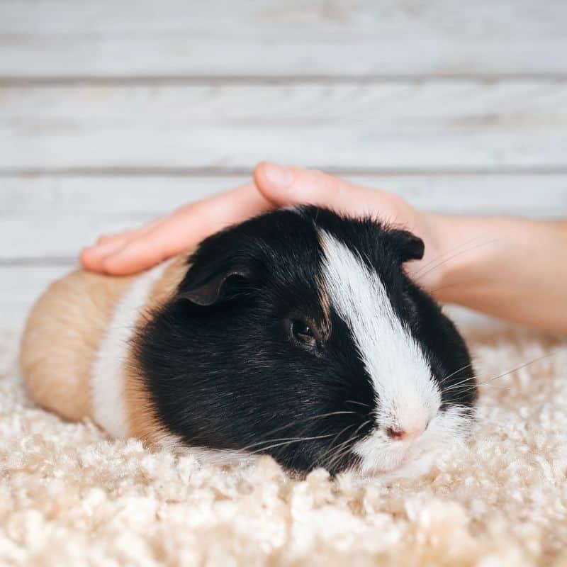 Understanding Guinea Pigs as Pets