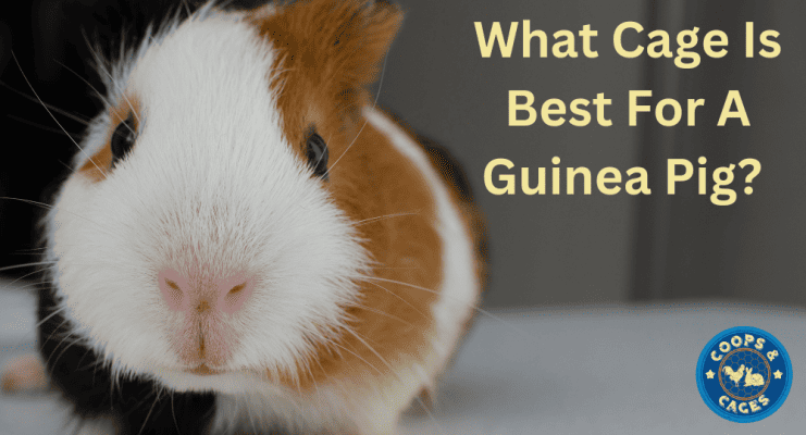 What Cage is Best for a Guinea Pig? Your ultimate guide