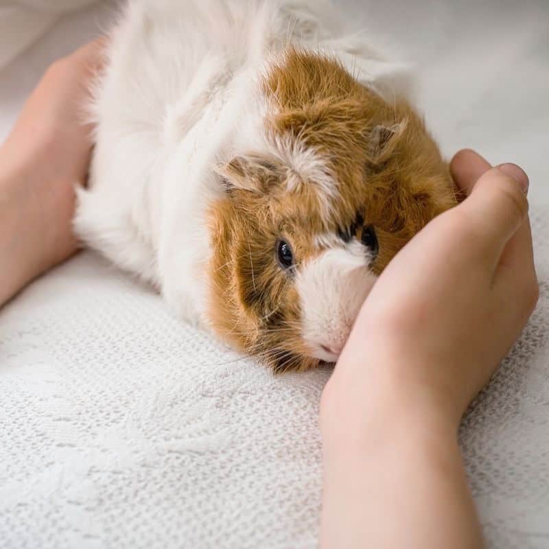 Assessing Your Lifestyle and Guinea Pig Compatibility
