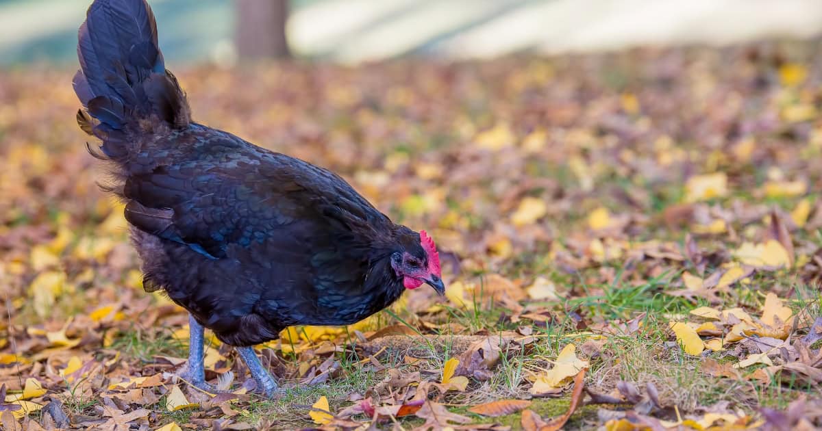 Best Egg-Laying Chicken Breeds - Australorp