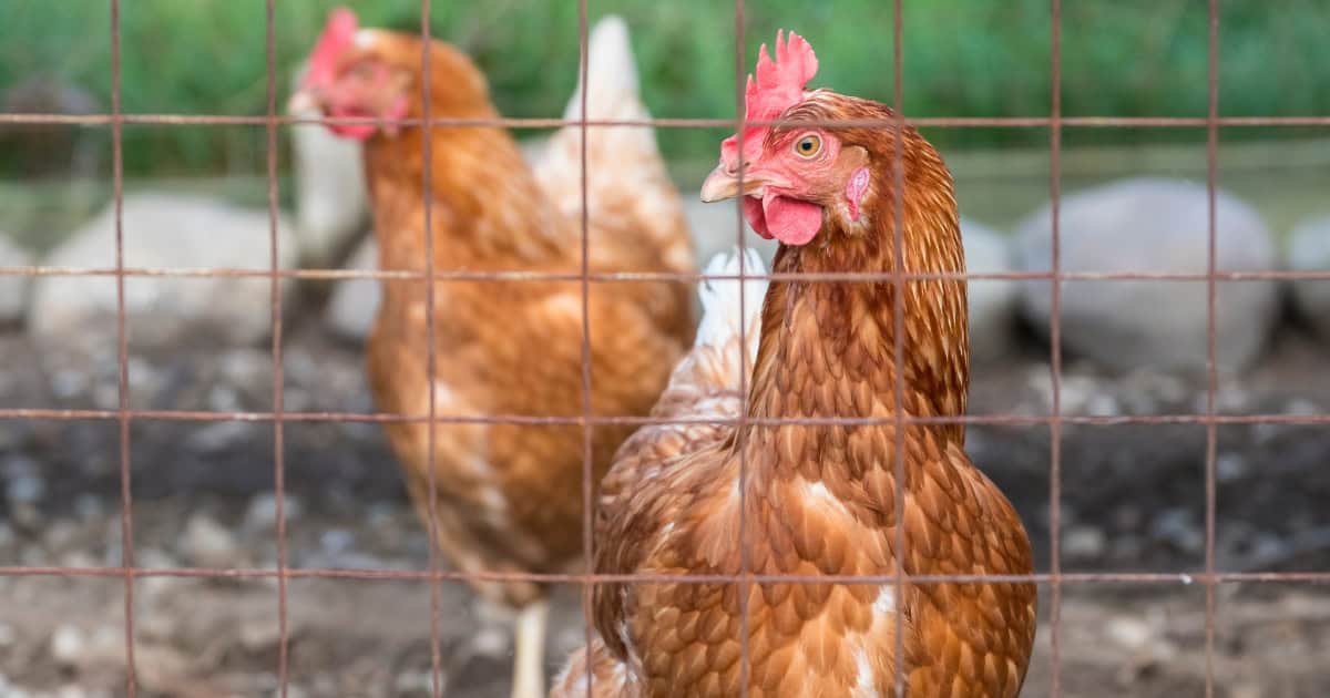 Best Egg-Laying Chicken Breeds - ISA Brown