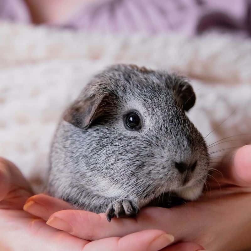 Guinea Pig Breeds and Their Characteristics