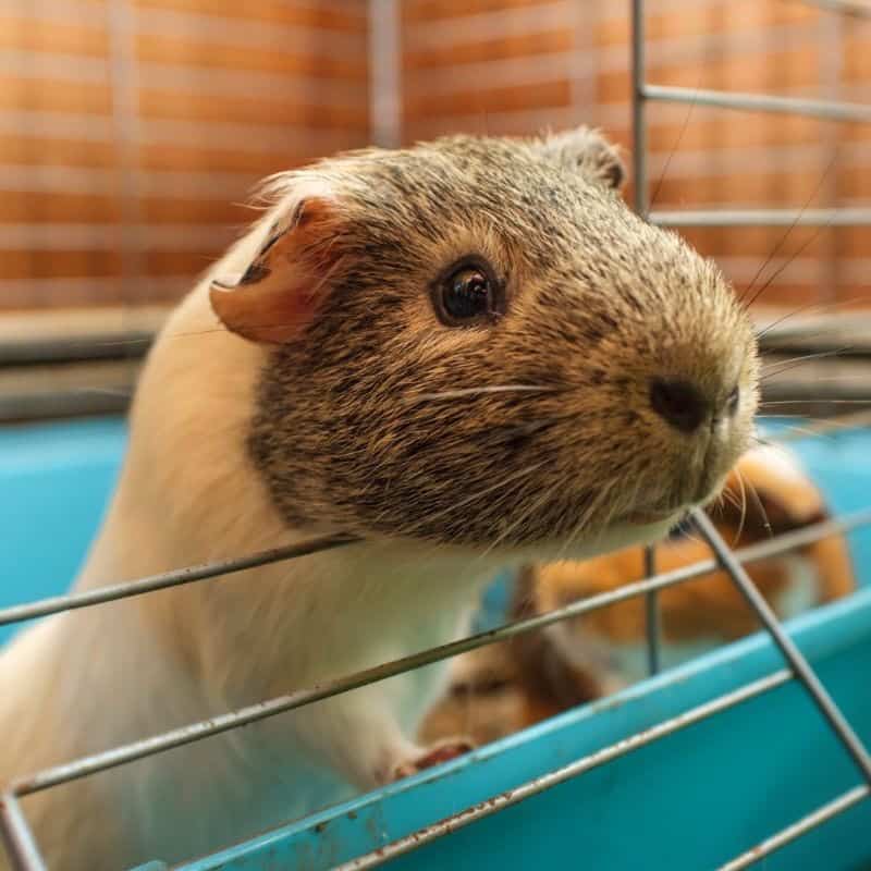 Guinea Pig Sizes