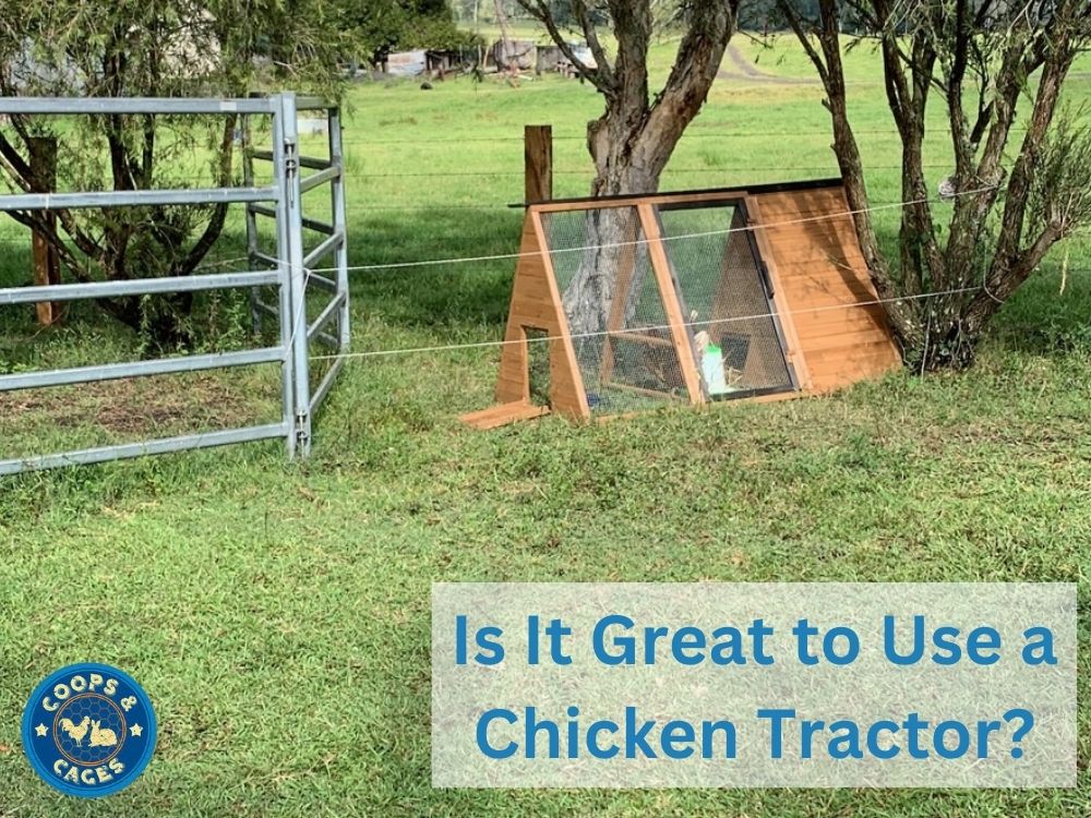 Header Is it great to use a chicken tractor