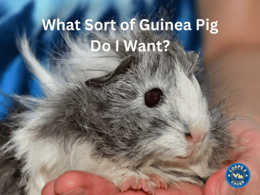 What Sort of Guinea Pig Do I Want? Find Your Perfect Match