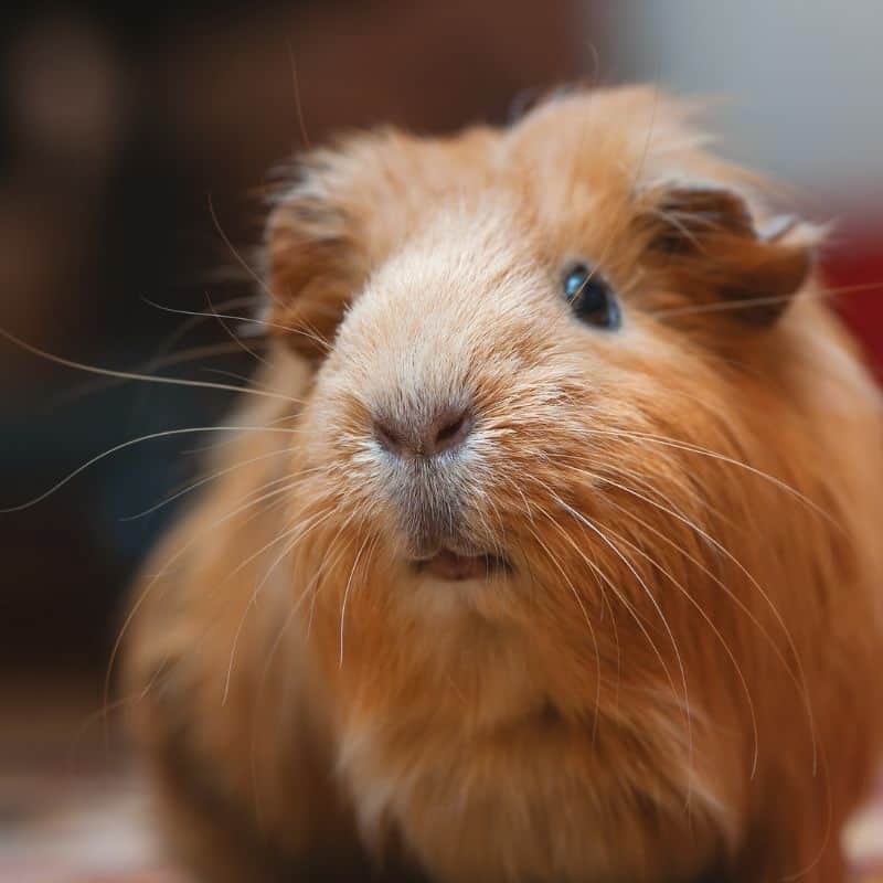 What is the best type of guinea pig to have as a pet?