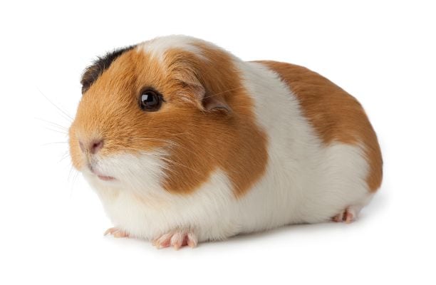 Short Haired Guinea Pig