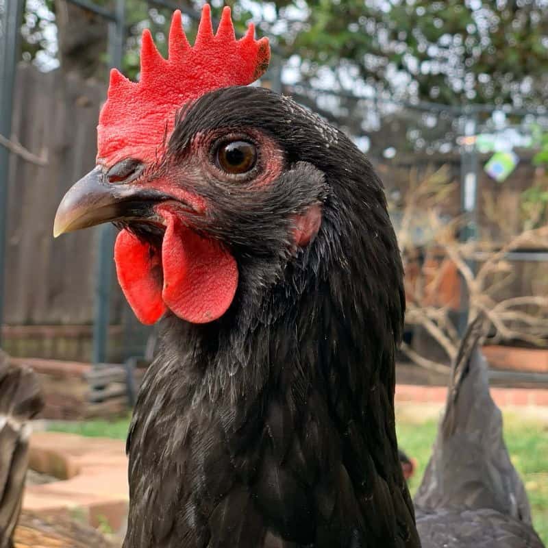 A close-up of an Australorp hen with several brown eggs, emphasizing the breed’s reliability and consistent egg production throughout the year.
