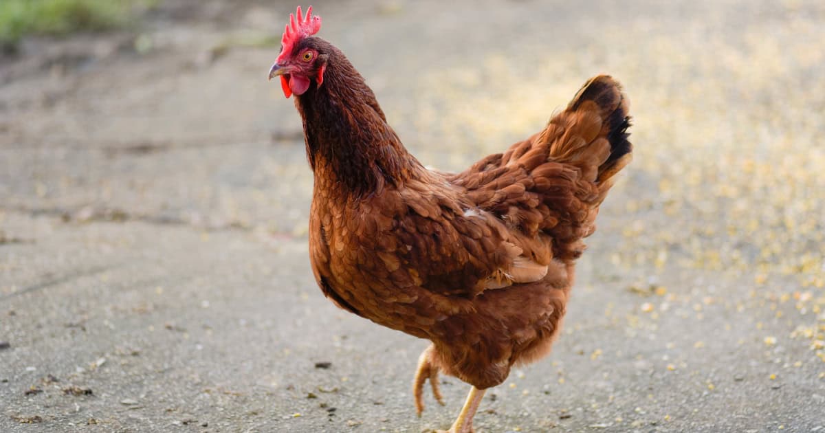Raising Rhode Island Red Chickens