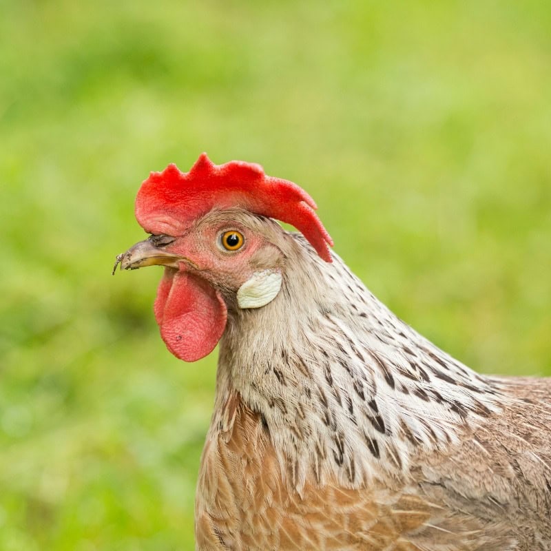 Brown Leghorn chicken standing