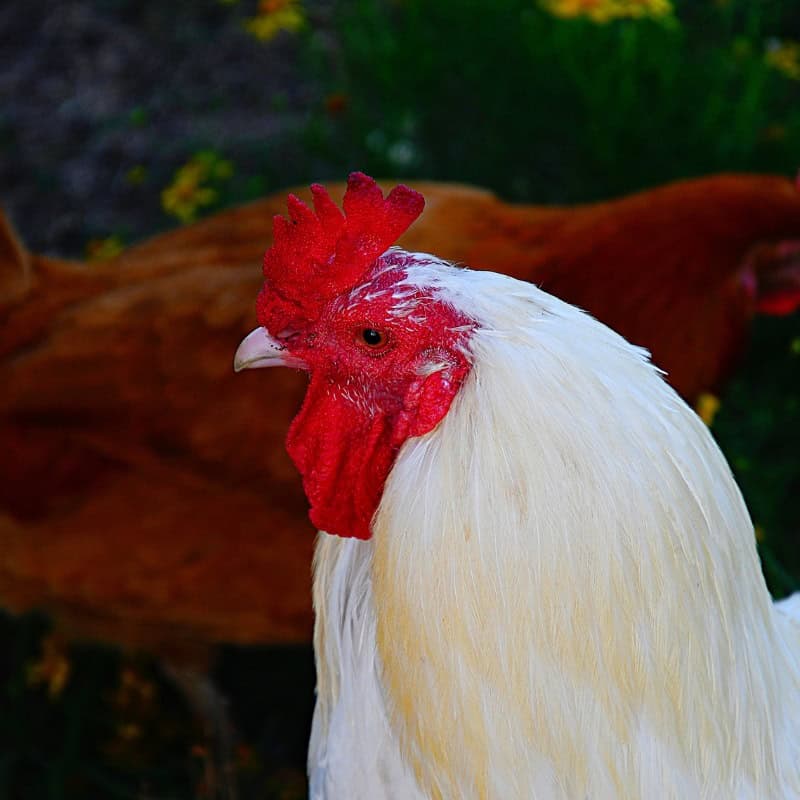 Buff Leghorn Chicken