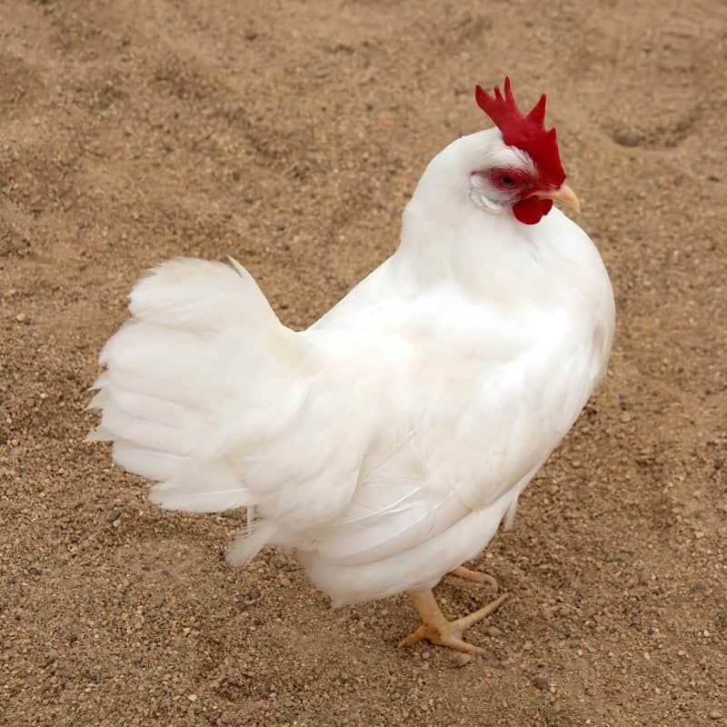 Leghorn Chickens Foraging