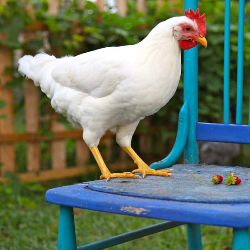 Leghorn Chickens Roaming