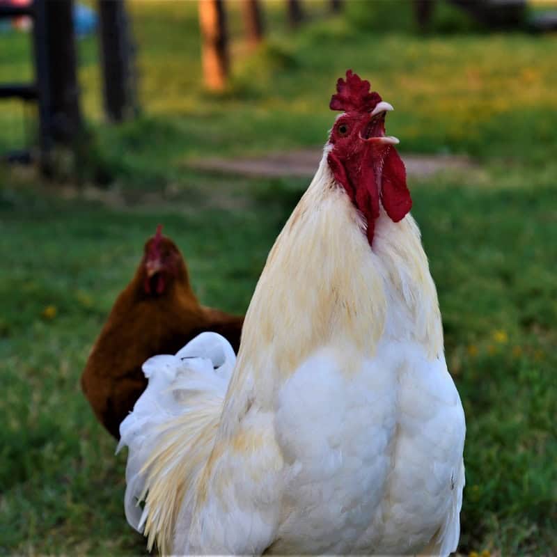 Single comb Leghorn chicken