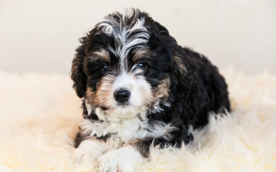 Bernedoodle puppy