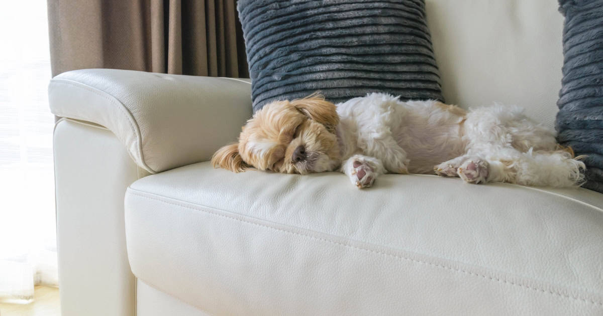 Puppy sleeping on a couch