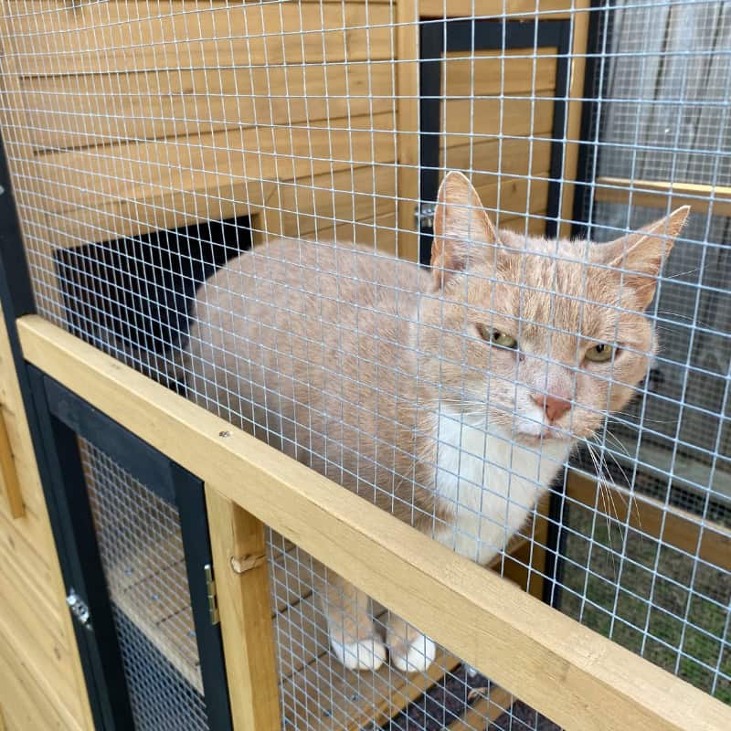 A cat sits on a wooden shelf in an outdoor cat run, looking through the wire mesh with curious eyes.