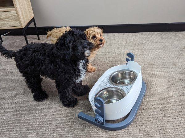 3-in-1 Elevated Food Bowl - with cavoodles