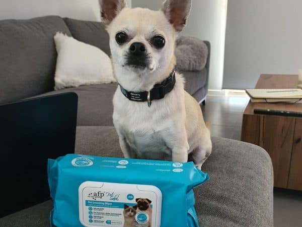 Customer photo Chihuahua - Pet Grooming Wipes All For Paws