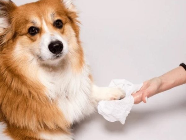 Dog using Grooming Wipes by Natural Dog Company