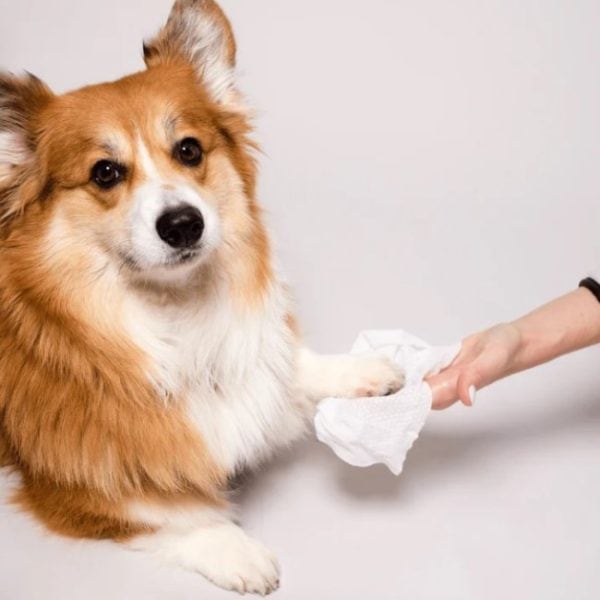 Dog using Grooming Wipes by Natural Dog Company