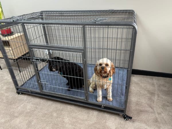 Royale Pet Crate on Wheels - Cavoodles