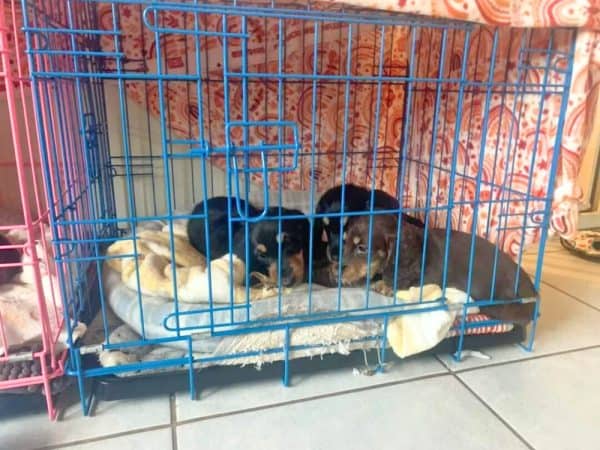 Small Blue Crate - Daschund puppies