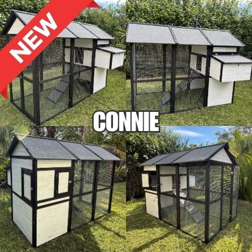 collage of new connie