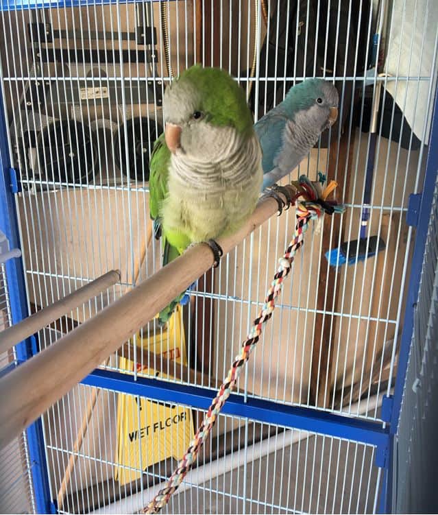 Customer photo - Buddy Bird Cage with Quaker Parrots