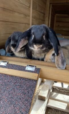 Rabbit hutch customer photo